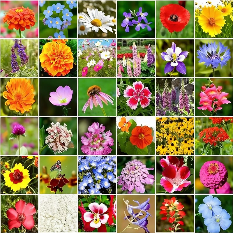 confetti-flower-seeds-mixed-flower-seeds-for-garden