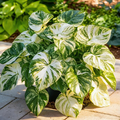 Variegated Monstera Mint Seeds for Planting