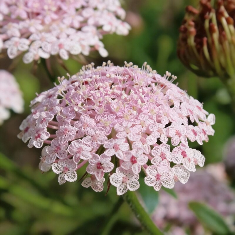 didiscus-caerulea-lacy-pink-flower-seeds
