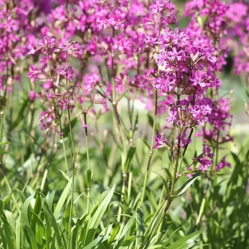 Lychnis Yunnanensis Flower Seeds for Garden Planting