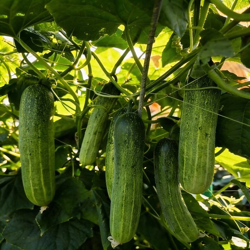 diva-cucumber-seeds-high-yield-burpless-sweet