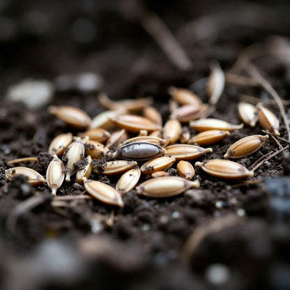 Ashitaba Starter Plant – Angelica keiskei Tomorrow's Leaf Medicinal Herb