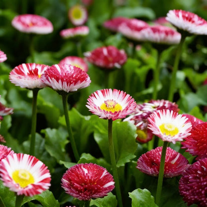 Daisy Double Flowered Mixed Seeds - Daisy Flower Seeds for Garden