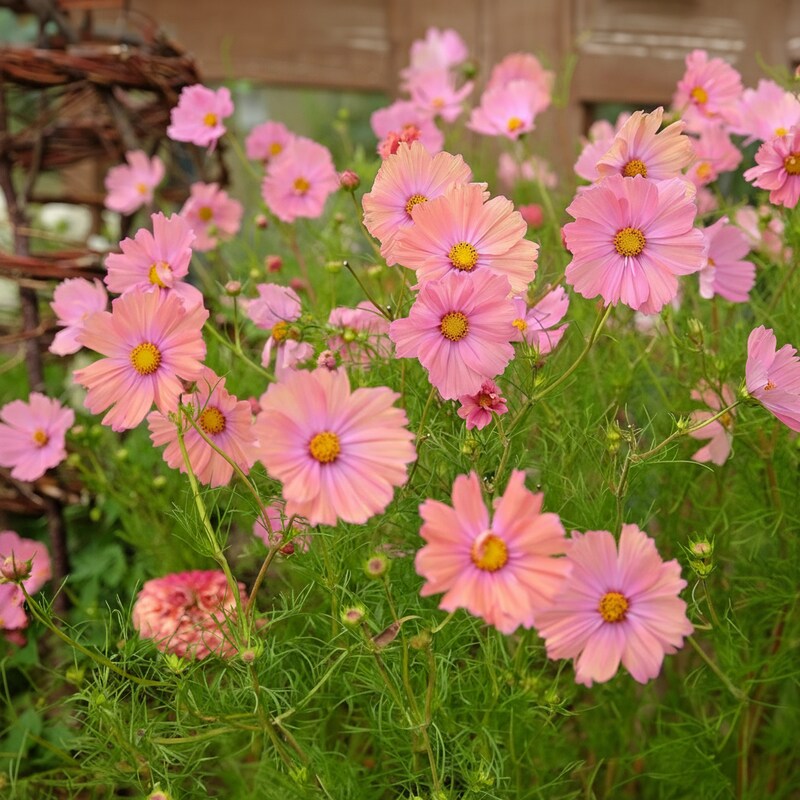 Peach Rose Cosmos Seeds - Peach Cosmos Flower Seeds for Garden