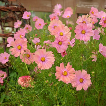 Peach Rose Cosmos Seeds - Peach Cosmos Flower Seeds for Garden