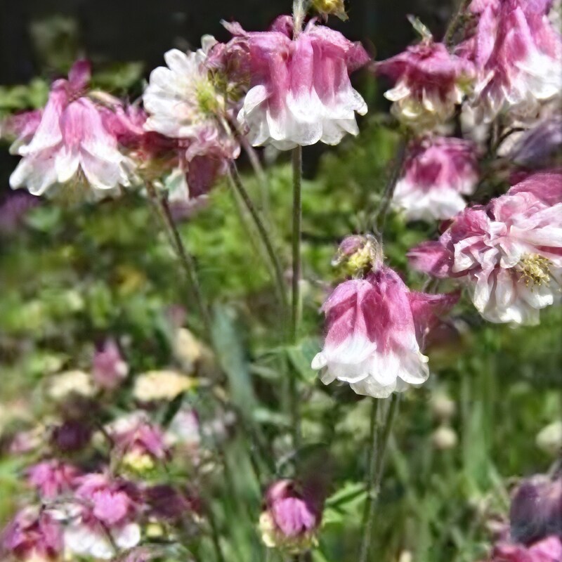 Pink Petticoat Columbine Seeds for Planting – Hardy Perennial Flower