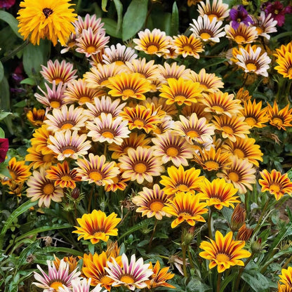 Gazania Mix Flower Seeds for Garden Planting