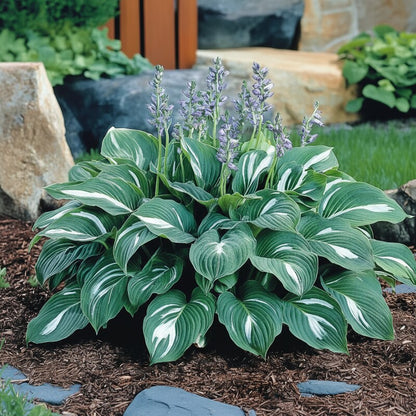 Premium Green Hosta Seeds – Lush Shade Garden Foliage
