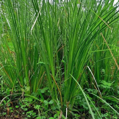 Vetiver Seeds for Planting - Khus Vetiveria zizanioides