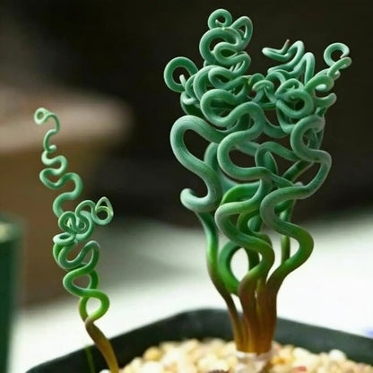 Lithops Flowering Succulent Cactus Seeds for Planting