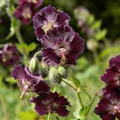 Geranium Phaeum Seeds – Elegant Shade-Loving Cranesbill for Tranquil Gardens