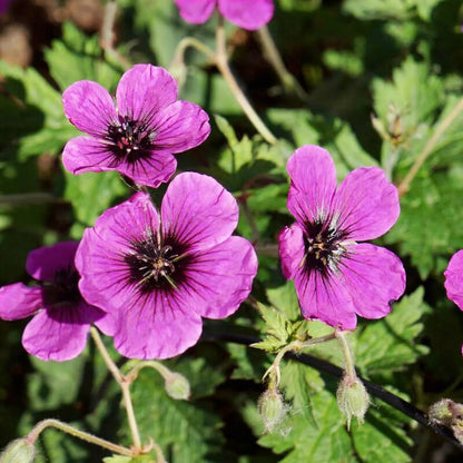 Geranium Evergreen Perennial Cranesbill Seeds - Geranium Flower Seeds for Garden