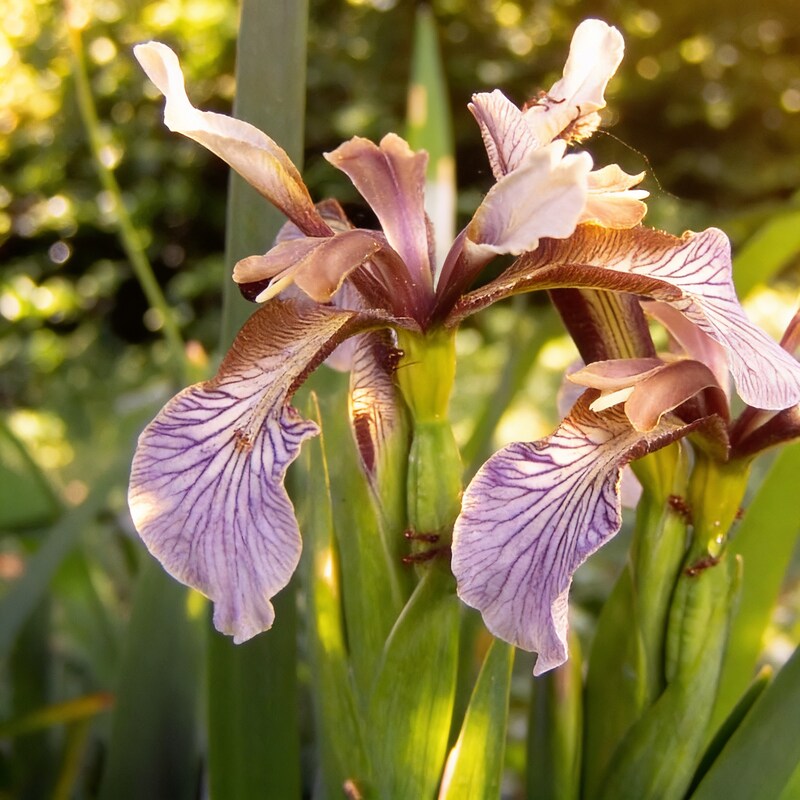 Iris Foetidissima Seeds - Iris Flower Seeds for Garden