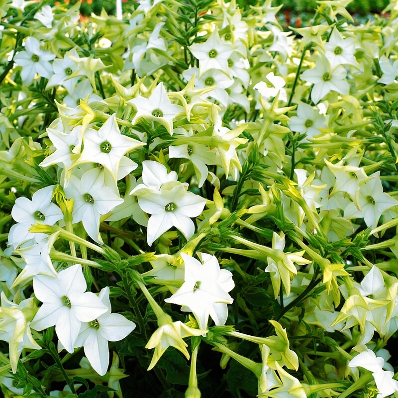 meadow-tobacco-white-planting-seeds-for-home-gardens-100-pcs
