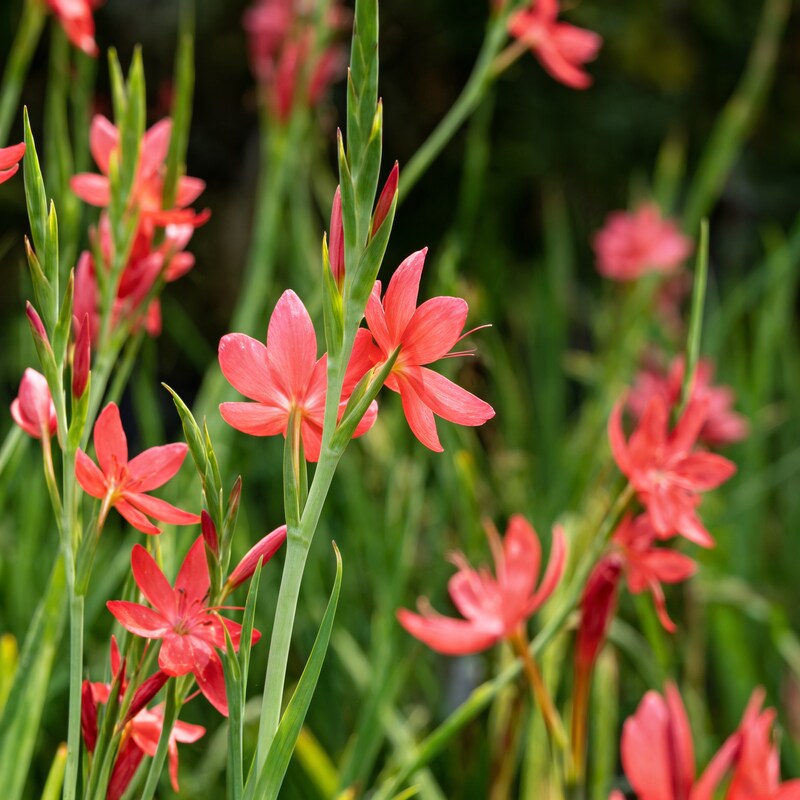 schizostylis-coccinea-major-seeds-for-garden-planting