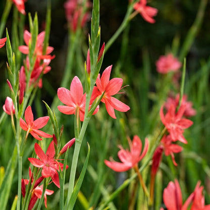 Schizostylis Coccinea Major Seeds for Garden Planting