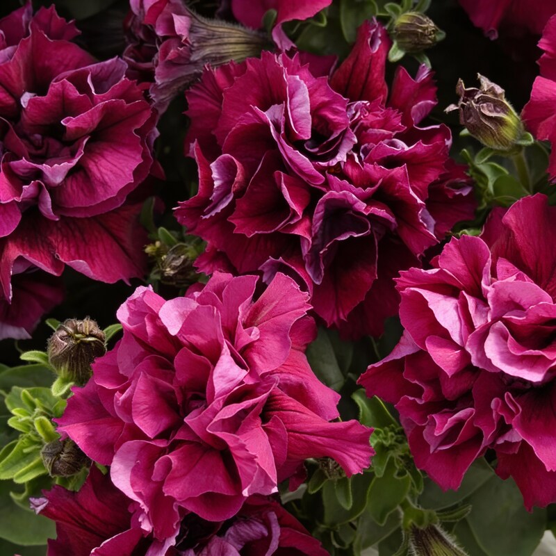 petunia-double-madness-series-flower-seeds-burgundy-blooms
