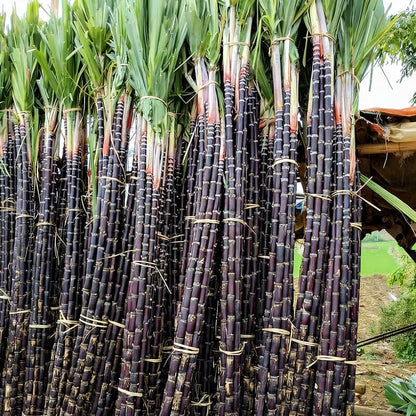 Sugar Cane Plant Seeds for Garden and Landscaping