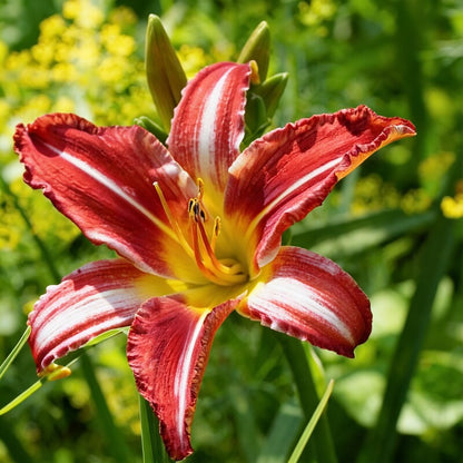 Tawny Daylily Flower Seeds - Daylily Flower Seeds for Garden