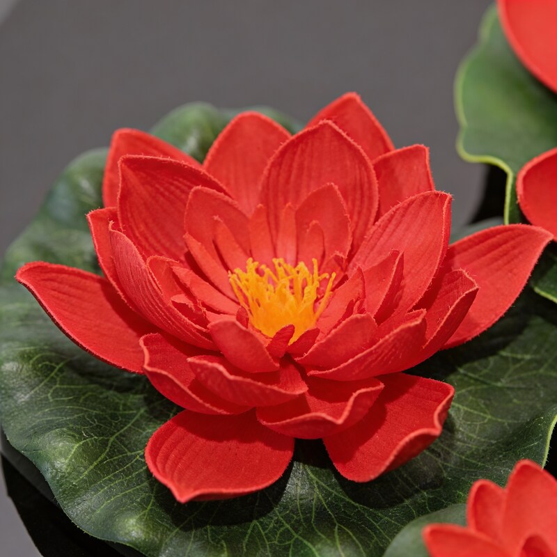 red-rose-lotus-flower-seeds-lotus-flower-seeds-for-garden