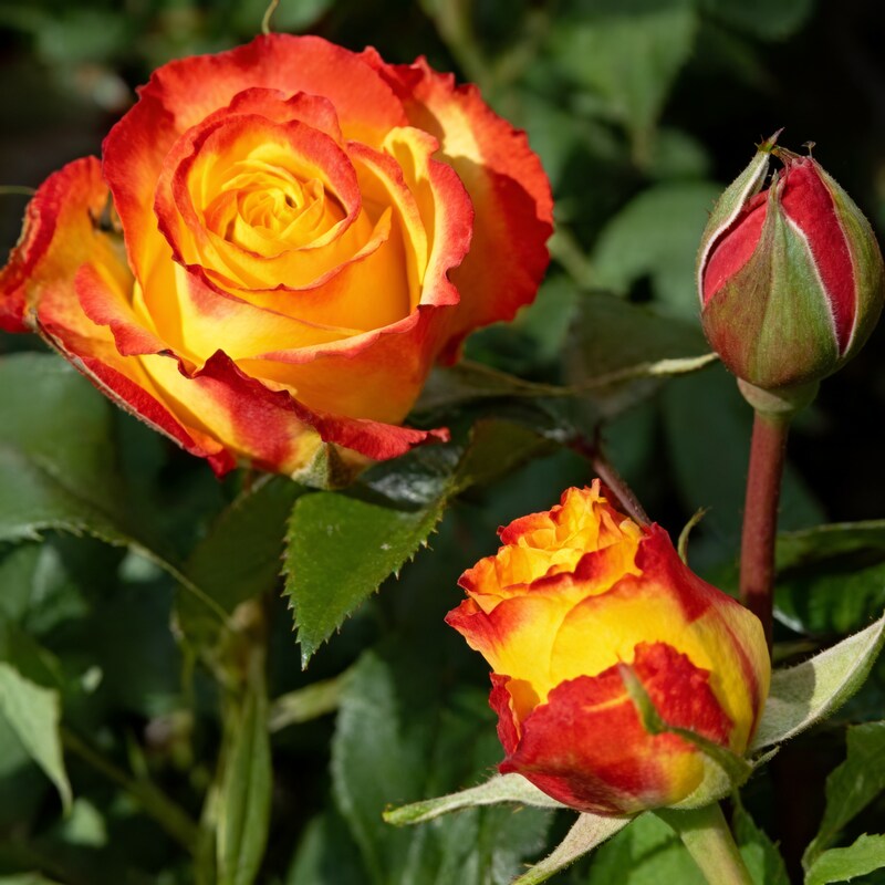 Orange and Yellow Rose Flower Seeds for Garden Planting