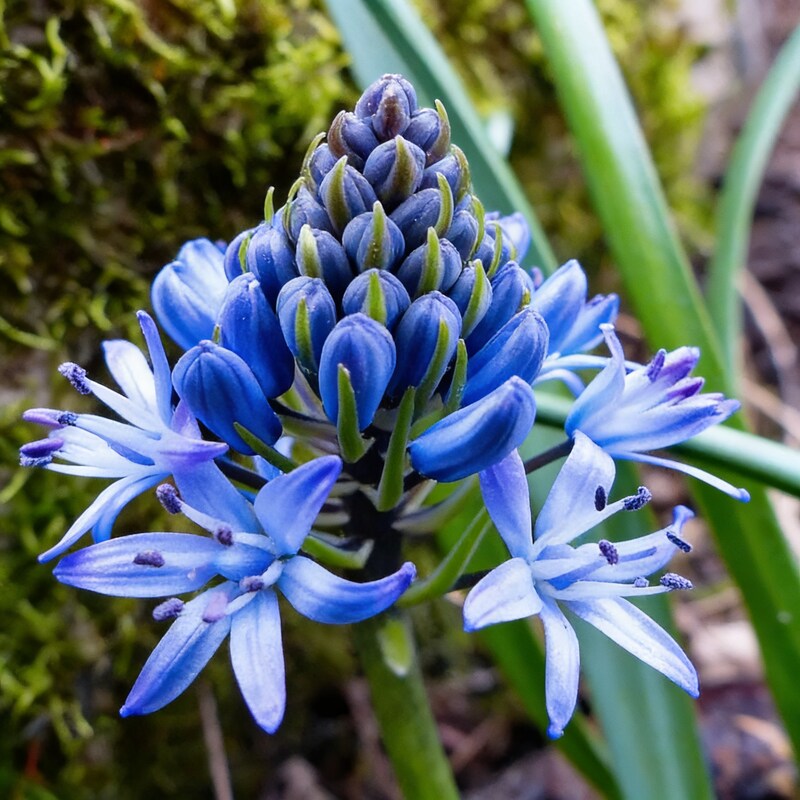 scilla-reverchonii-seeds-for-garden-planting