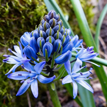 Scilla Reverchonii Seeds for Garden Planting