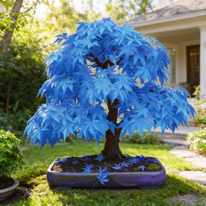 Rare Blue Maple Dwarf Seeds for Planting Unique Miniature Blue Maple Tree