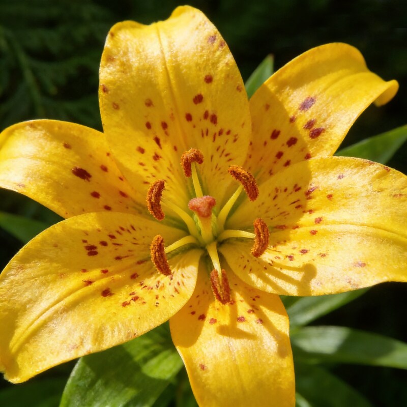 Lilium Hansonii Seeds - Perennial Lily Flower Seeds for Garden