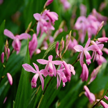 Bletilla Striata Hardy Orchid Flower Seeds - Orchid Flower Seeds for Garden