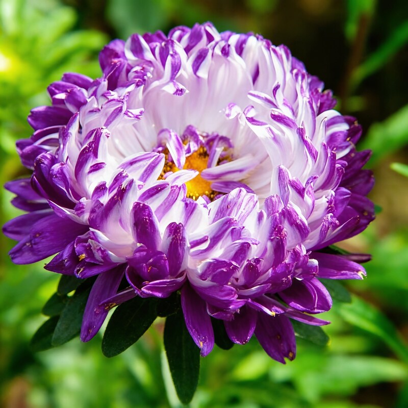 Purple and White Aster Flower Seeds for Garden Planting