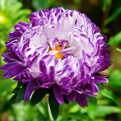 Purple and White Aster Flower Seeds for Garden Planting