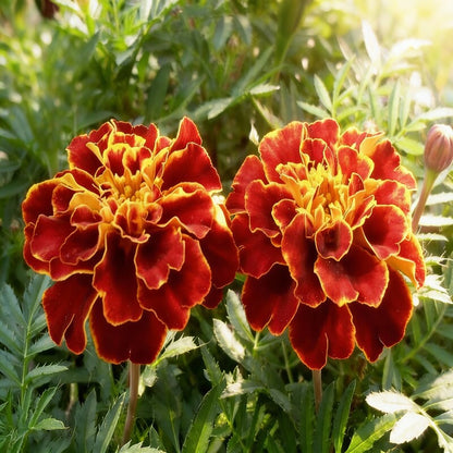 Marigold Jafri Flower Seeds