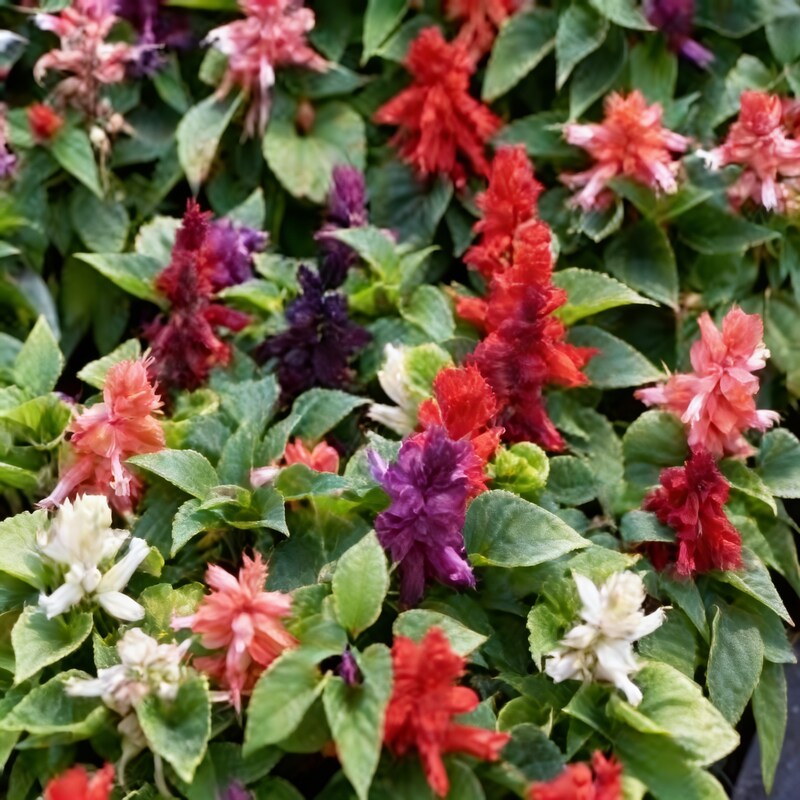 Salvia Dwarf Reddy Formula Mixed Hybrid Seeds - Salvia Flower Seeds for Garden