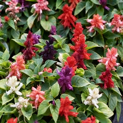 Salvia Dwarf Reddy Formula Mixed Hybrid Seeds - Salvia Flower Seeds for Garden