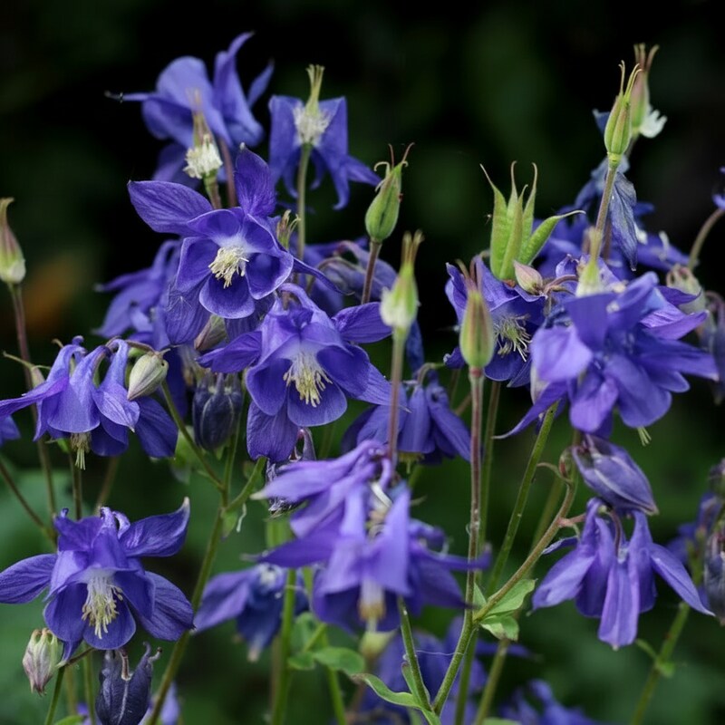 Aquilegia Alpina Seeds for Garden Planting