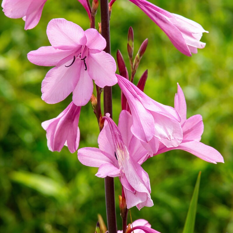 Watsonia Borbonica Flower Seeds - Watsonia Flower Seeds for Garden