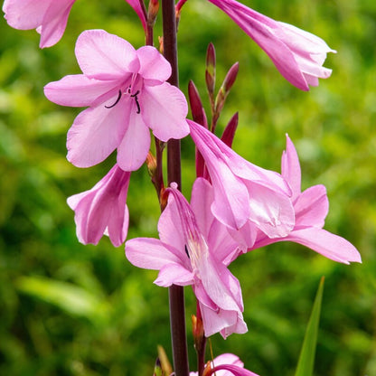 Watsonia Borbonica Flower Seeds - Watsonia Flower Seeds for Garden