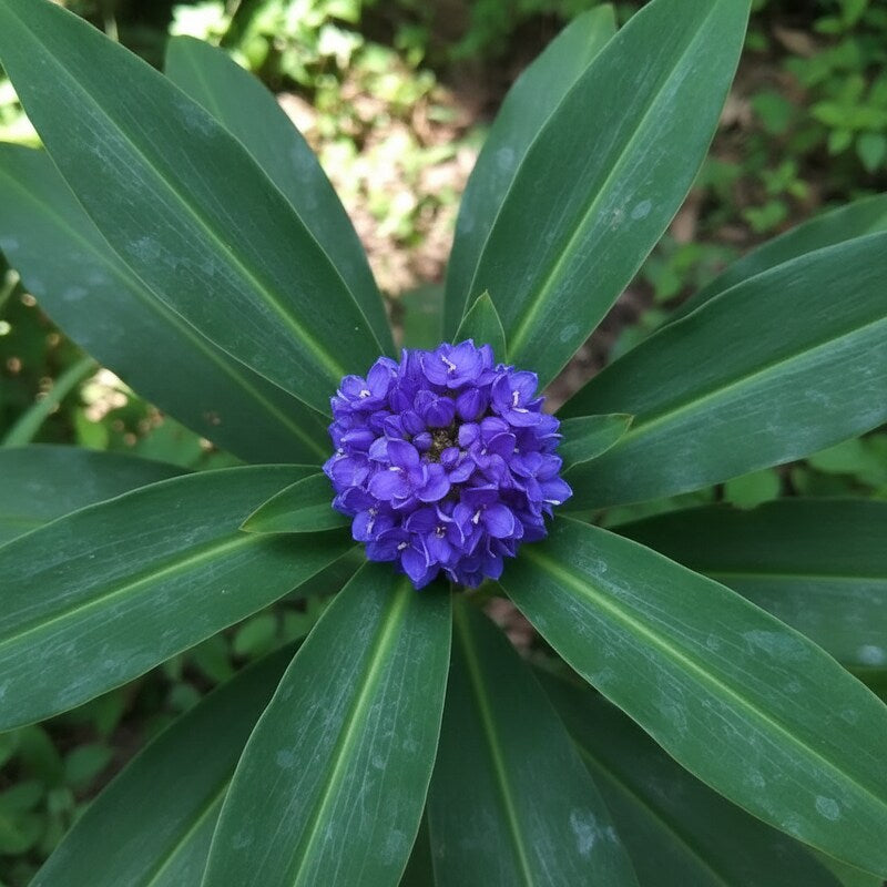 pollia-thyriflora-seeds-for-garden-planting