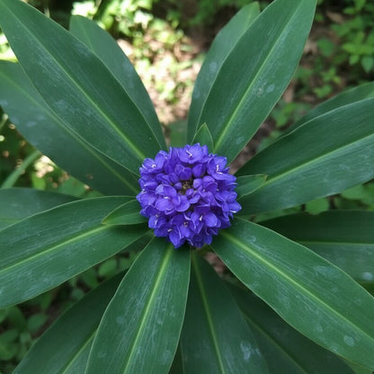 Pollia Thyriflora Seeds for Garden Planting