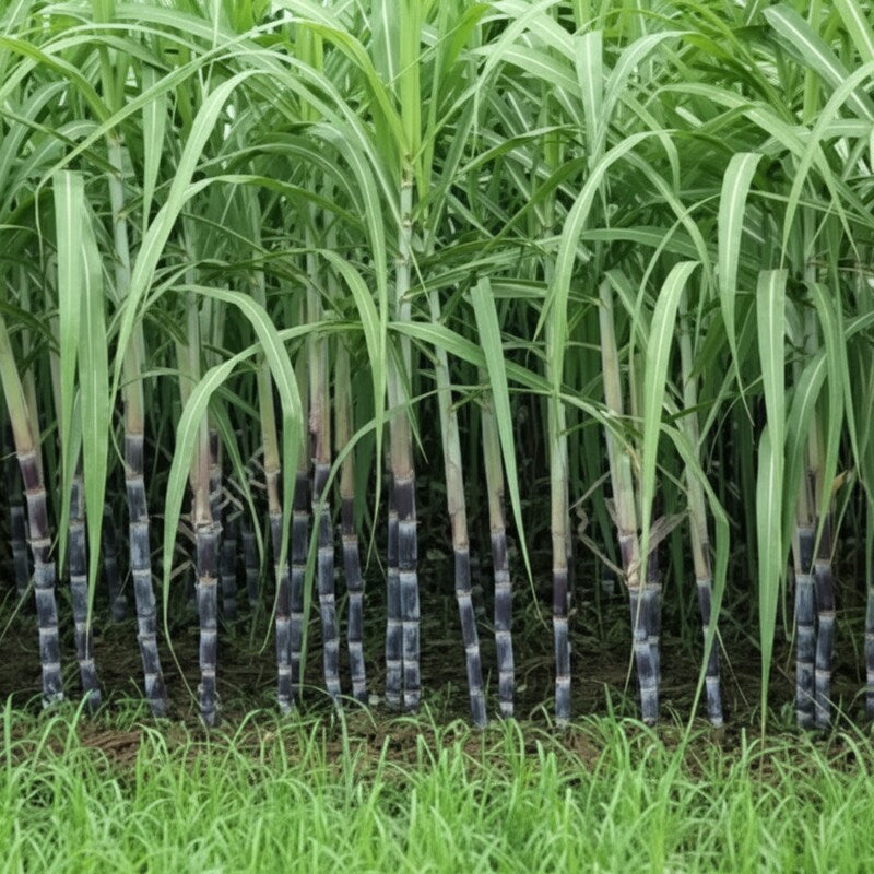 Sugar Cane Plant Seeds for Garden and Landscaping