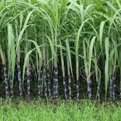 Sugar Cane Plant Seeds for Garden and Landscaping