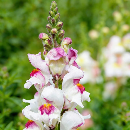 Antirrhinum Lucky Lips Flower Seeds