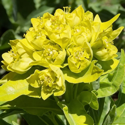 Euphorbia Cognata Seeds - Perennial Flower Seeds for Garden