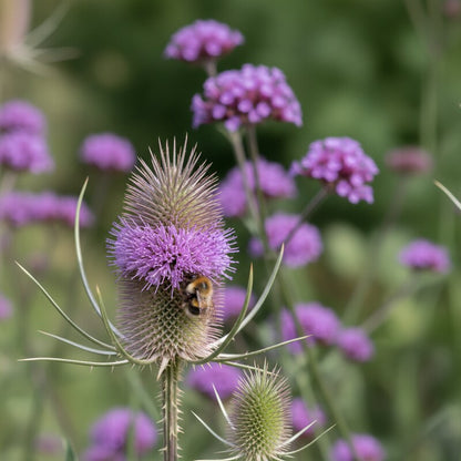 Dipsacus Fullonum Teasel Perennial Flower Seeds for Garden Planting