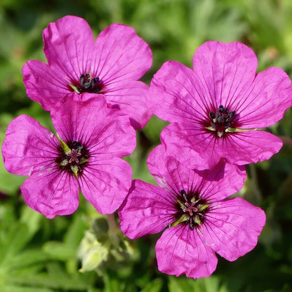 Geranium Evergreen Perennial Cranesbill Seeds - Geranium Flower Seeds for Garden
