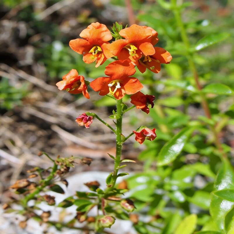 alonsoa-albiflora-flower-seeds-premium-perennial-blooms-for-vibrant-gardens