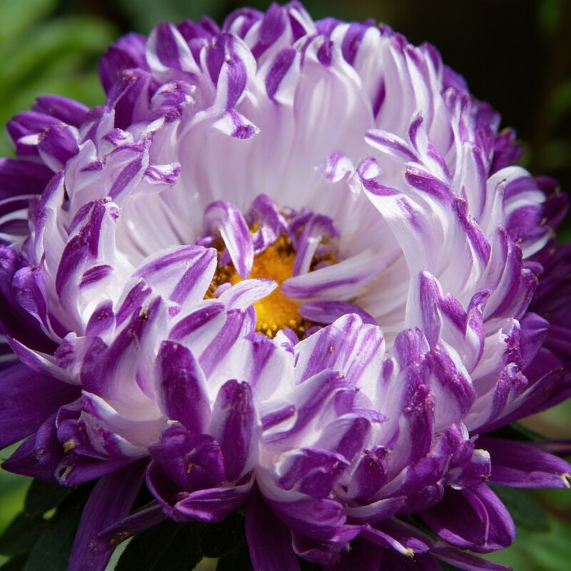purple-and-white-aster-flower-seeds-for-garden-planting