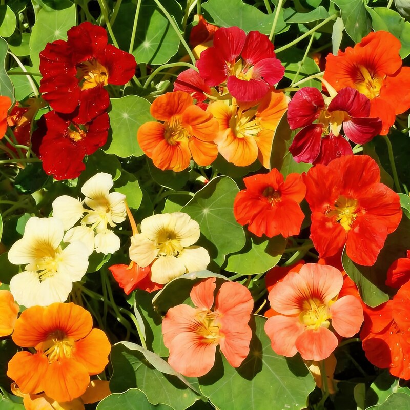 nasturtium-tom-thumb-alaska-mix-seeds