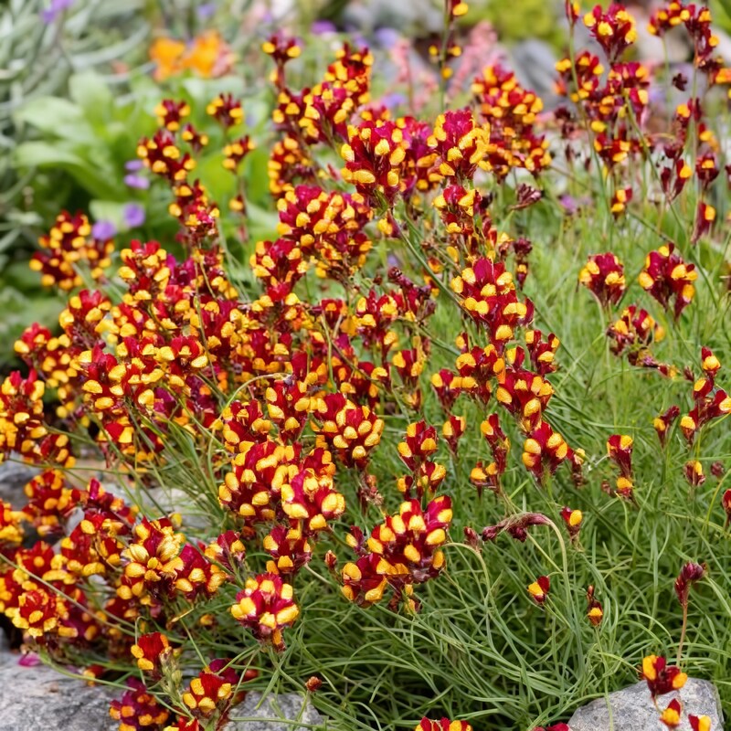 Linaria Spanish Dancer Seeds – Bright and Colorful Garden Blooms